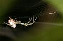 Leucage_granulata_D5546_Z_87_Wellington Point Esplanada_Australie